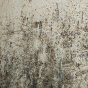 mold